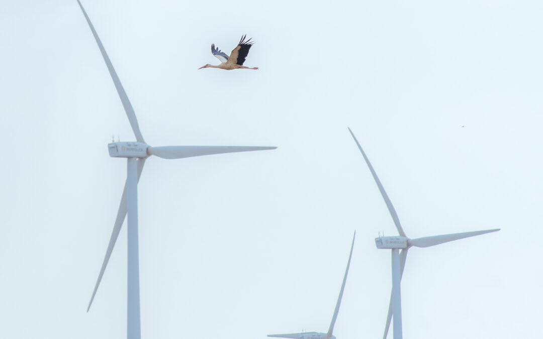 ¿Por qué la energía eólica es un aliado para salvar a nuestras aves?